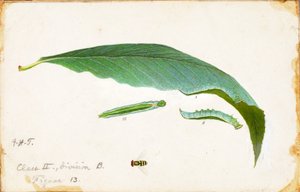 Unspotted Beach Leaf Edge Caterpillar..., sent på 1800- og tidlig på 1900-tallet.