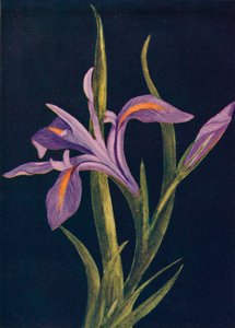 Ground Iris, c1915, 1915