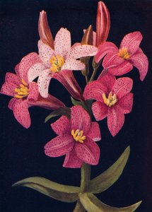 Ruby Lily, c1915, 1915