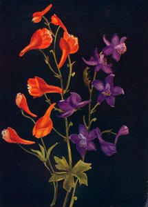 Scarlet and Blue Larkspur, c1915, 1915