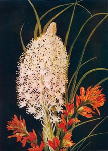 Squaw Grass and Scarlet Paint Brush, c1915, 1915