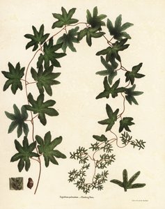 Amerikansk klatrebregne eller Hartford-bregne, Lygodium palmatum