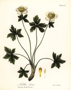Amerikansk klodeblomst eller amerikansk spredende klodeblomst, Trollius laxus av Endicott Endicott