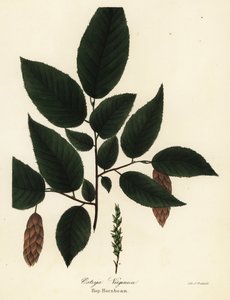 Amerikansk hophornbeam, Ostrya virginiana (Hop-agnbøk, Ostrya virginica) av Endicott Endicott