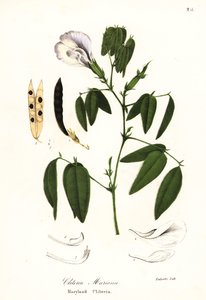 Sommerfuglerter, atlantiske duevinger eller Maryland clitoria, Clitoria mariana av Endicott Endicott