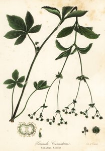 Kanadisk Blacksnakeroot eller kanadisk Sanicle, Sanicula canadensis av Endicott Endicott