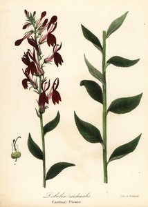Kardinalblomst, Lobelia cardinalis av Endicott Endicott