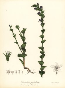 Venus' smykkeglass eller gripende klokkeblomst, Triodanis perfoliata (Stengel-spennende specularia, Specularia perfoliata) av Endicott Endicott