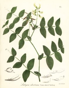 Kremært eller kremfarget vikker, Lathyrus ochroleucus av Endicott Endicott