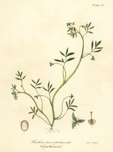 Falsk havfrue, Floerkea proserpinacoides av Endicott Endicott