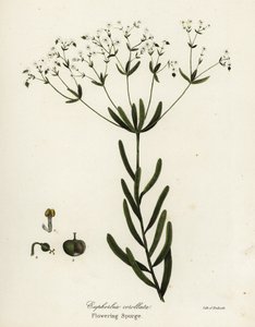 Blomstrende spurge, Euphorbia corollata av Endicott Endicott