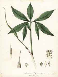 Grønn drage eller dragerot, Arisaema dracontium