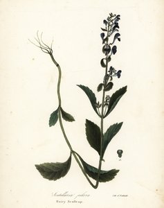 Håret hodekappe, Scutellaria elliptica (Scutellaria pilosa) av Endicott Endicott