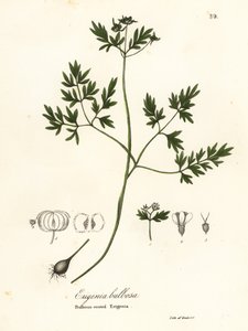 Vårbebuder, pepper og salt eller løkrotet erigenia, Erigenia bulbosa av Endicott Endicott