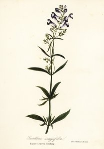 Hjelmblomst, hjelmhette eller helbladet hodekappe, Scutellaria integrifolia av Endicott Endicott