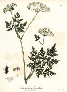 Hemlock-persille av Endicott Endicott