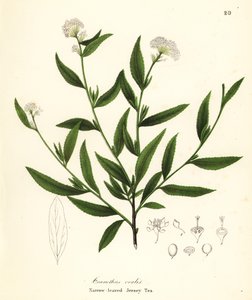 Jersey tea, Ceanothus herbaceus (Narrow-leaved Jersey Tea, Ceanothus ovalis)   1411987   no       norwegian Successfully Translated  Original: 354b5fb1be03 Translat: 354b5fb1be03 1383767 no norwegian Successfully Translated Original: Ohne Titel Translat: O av Endicott Endicott