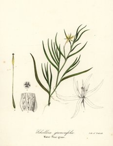 Gjørmeplantain eller vannhyasint, Heteranthera dubia (Vannstjernegress, Schollera graminifolia) av Endicott Endicott
