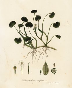 Slamplantain eller vannhyasint, Heteranthera reniformis