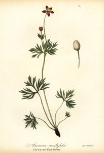 Stillehavsanemone eller avskåret vindblomst, Anemone multifida av Endicott Endicott