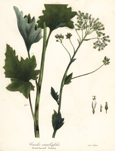 Blek indisk groblad, Arnoglossum atriplicifolium (appelsinbladet cacalia, Cacalia atriplicifolia) av Endicott Endicott