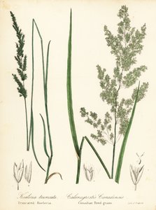 Prairie wedgescale, Sphenopholis obtusata og kanadisk rørgress, Calamagrostis canadensis av Endicott Endicott