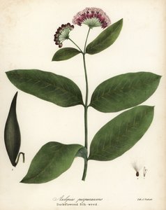 Lilla melkegress eller mørkblomstret silkegras, Asclepias purpurascens