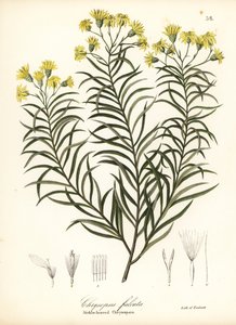 Sigdblad-silkegress eller sigdbladgylden aster, Pityopsis falcata (Sickle-leaved chrysopsis, Chrysopsis falcata)