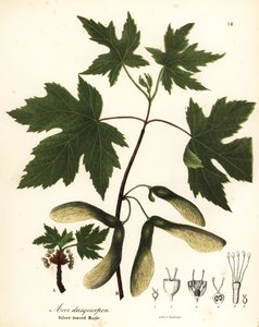 Sølvlønn, Acer saccharinum (sølvbladlønn, Acer dasycarpum)