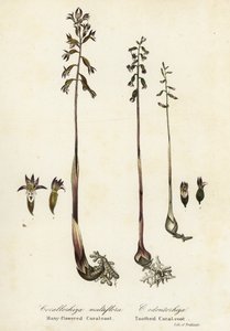 Flekkkorallrot, Corallorhiza maculata, og fallkorallrot, Corallorhiza odontorhiza (mangeblomstret korallrot, Corallorhiza multiflora og tannkorallrot, C av Endicott Endicott