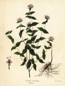Steinmynte, frostmynte, dittany og amerikansk dittany, Cunila origanoides (Cunila mariana) av Endicott Endicott