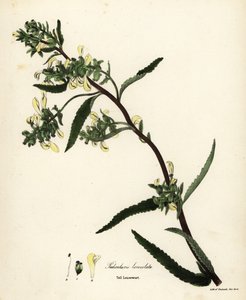 Høy lusurt eller sumplusseurt, Pedicularis lanceolata av Endicott Endicott