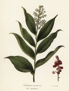 Treacleberry, Maianthemum racemosum (Wild spikenard, Smilacina racemosa) av Endicott Endicott