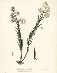 Hvirvelmelk, østlig svelg, kjerringrokk eller svalurt, Asclepias verticillata av Endicott Endicott