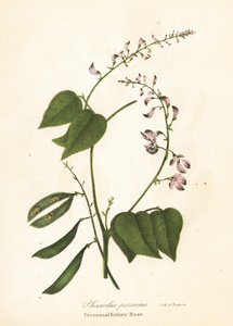 Vill kidneybønne, Phaseolus polystachios (flerårig kidney-bønne, Phaseolus perennis)