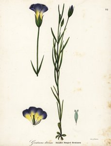 Vindmøllefrynsede gentian, Gentianopsis detonsa (Småkantet gentiana, Gentiana detonsa) av Endicott Endicott