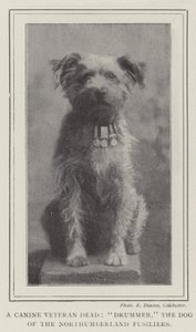 En hundeveteran død, trommeslager, hunden til Northumberland Fusiliers av English Photographer