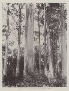 Et gigantisk Karri-tre i Denmark Hills Forest, Vest-Australia