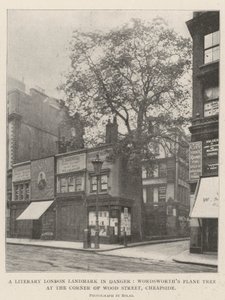 Et litterært London-landemerke i fare, Wordsworths platan ved hjørnet av Wood Street, Cheapside av English Photographer