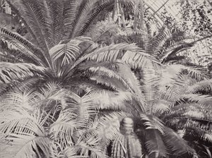 En gruppe sykader i palmehuset i Kew (s/h-bilde) av English Photographer