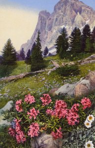 Alpeblomster: Daphne Striata med Dryas Octopetala (til høyre) (fargebilde) av English Photographer