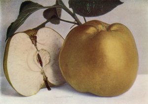 Apple, Lord Derby (fargefoto) av English Photographer
