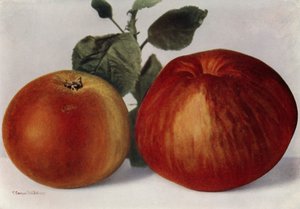 Epler, Cox#39;s Pomona og Cox#39;s Orange Pippin (trykk) av English Photographer