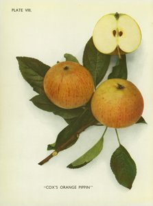 Epler fra England: Cox#39;s Orange Pippin (fargebilde) av English Photographer