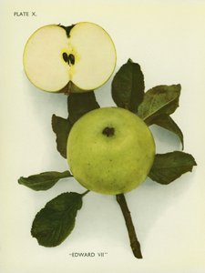 Epler fra England: Edward VII (fargefoto) av English Photographer