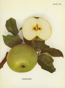 Epler fra England: Grenadier (fargefoto) av English Photographer