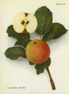 Epler fra England: Laxtons Epicure (fargefoto) av English Photographer