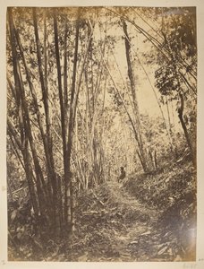 Bambusskog på Teesta.  Utsikt over Darjeeling. 1870-tallet av English Photographer