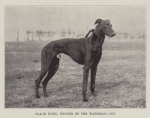 Black Fury, vinner av Waterloo Cup av English Photographer