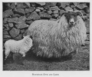 Blackface Ewe and Lamb (s/hvitt bilde) av English Photographer